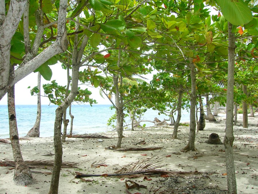Strand auf der Insel Utila in Honduras