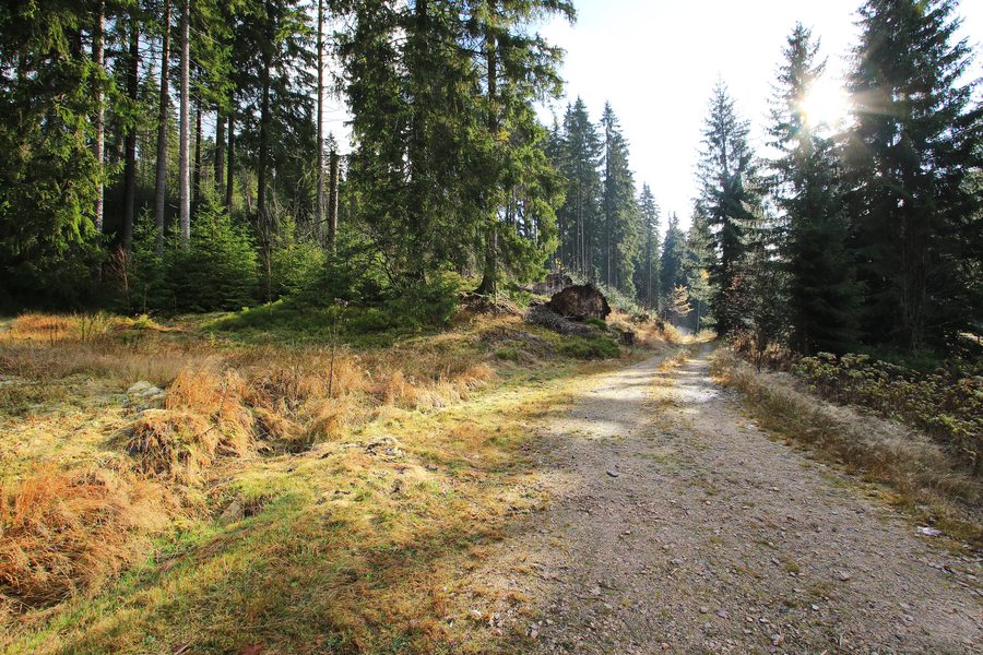 Kammweg hiking trail near Wildenthal in Eibenstock