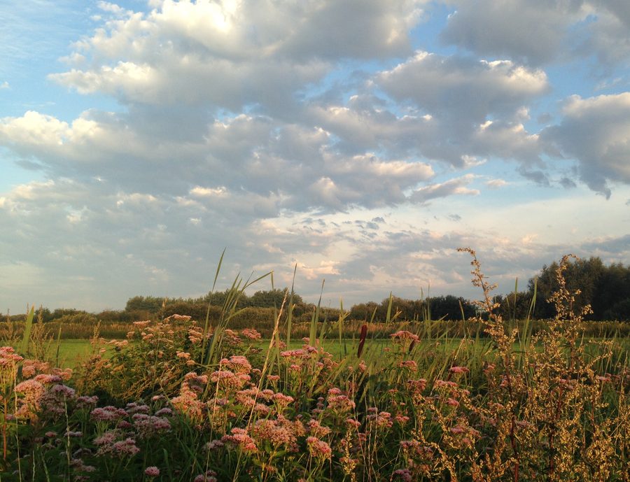 Morgenstimmung im Naturpark Drömling nahe der ehemaligen Bahnstrecke Kunrau-Oebisfelde