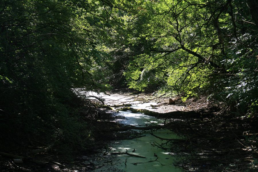Landschaft im Nationalpark Donau-Auen bei Orth an der Donau