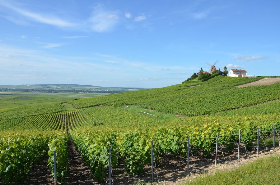 Vignobles de Champagne près de Verzenay, dans la Marne