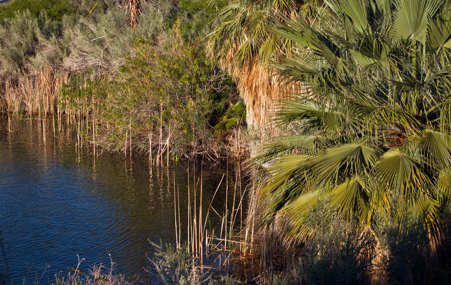 Ufer des Colorado River im Parker Strip