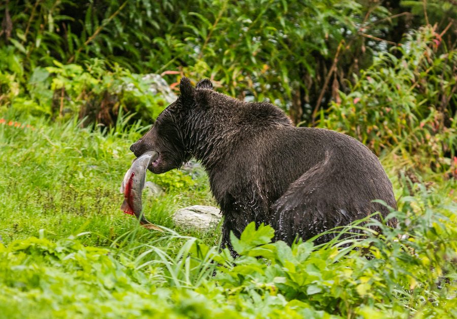 Ein Braunbär in Alaska am Chilkoot Lake.