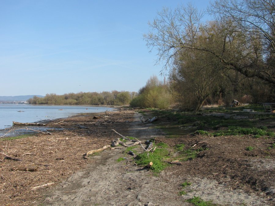 Ufer des Bodensees bei Langenargen mit Wasser und bewaldetem gegenüberliegenden Ufer