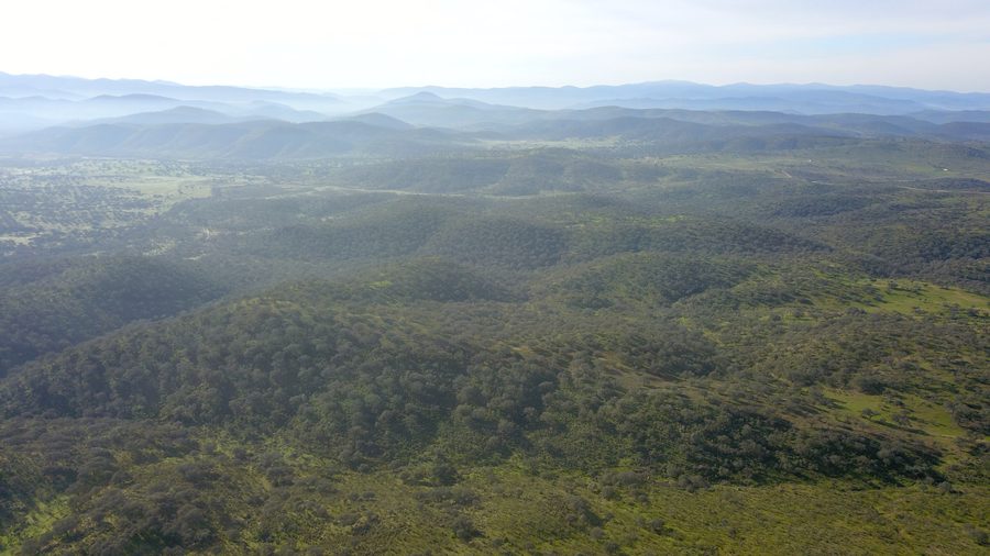 Dehesa-Landschaft in Extremadura mit Stein- und Korkeichen