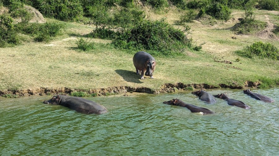 Hippopotami in the Kazinga Channel in Queen Elizabeth National Park, Uganda