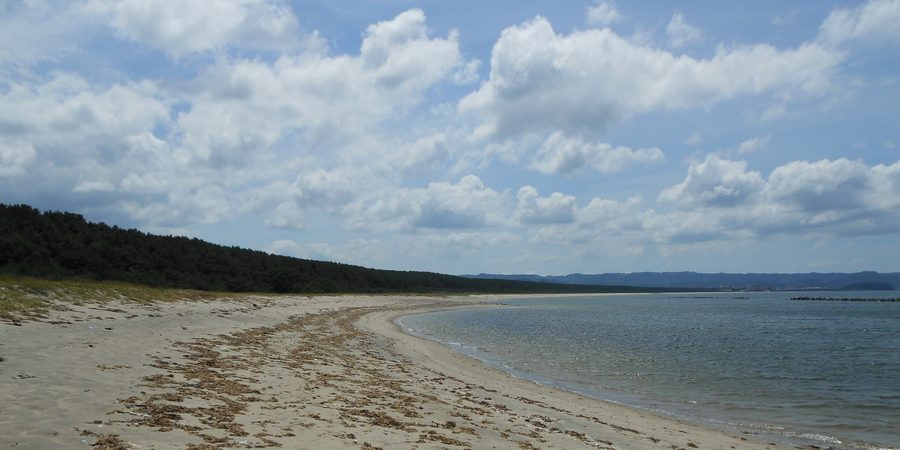 Nijinomatsubara-Kiefernwald vom Strand von Hamasaki aus gesehen