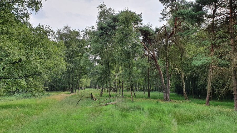 Naturschutzgebiet Moor bei Osterwede