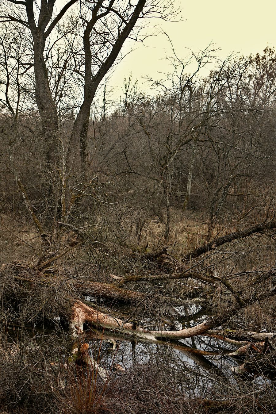 Naturschutzgebiet Isarauen bei Rosenau zwischen Hangenham und Moosburg