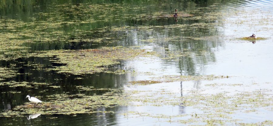 Vögel am Kerkini-See