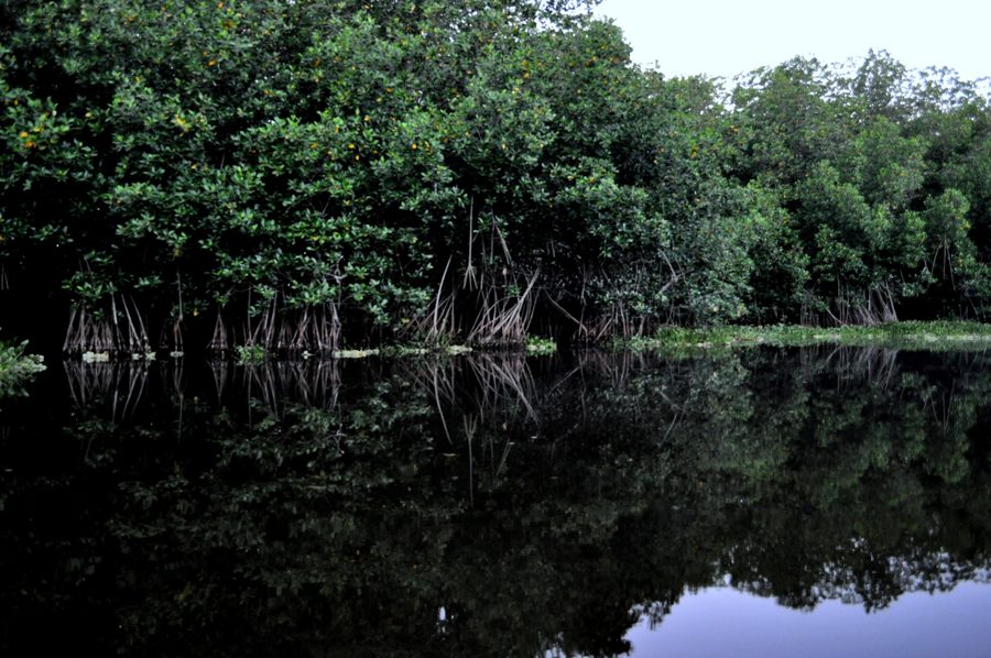Mangrovenlandschaft in Monterrico im Departamento Santa Rosa, Guatemala