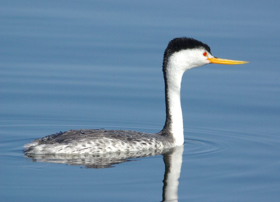 Clark-Taucher am Santa Margarita Lake im San Luis Obispo County