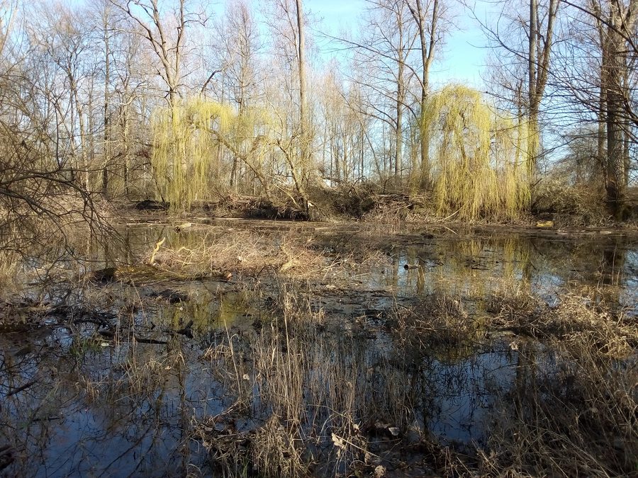 Altwasser in der Ochsenlache bei Philippsburg-Rheinsheim