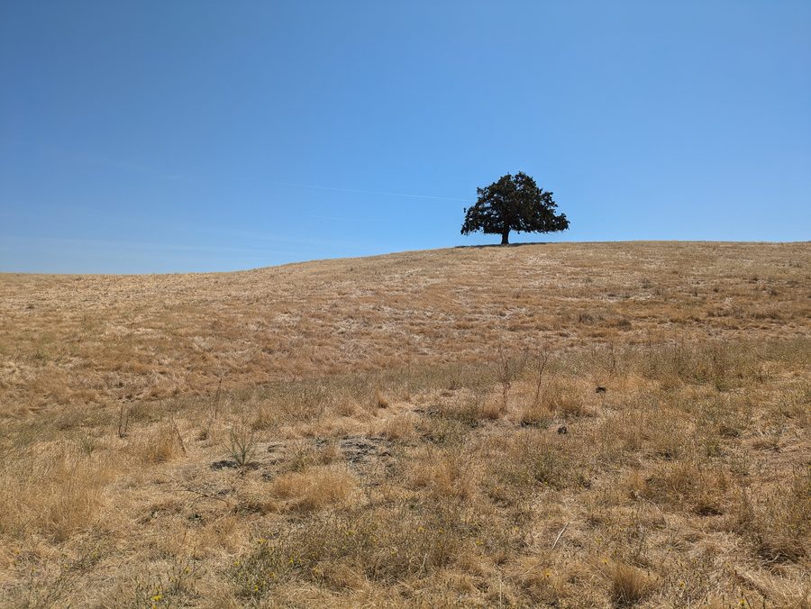 Landschaft im Contra Loma Regional Park bei Antioch