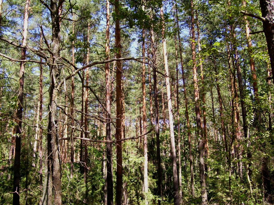 Waldlandschaft in der Puszcza Biała in der Woiwodschaft Masowien