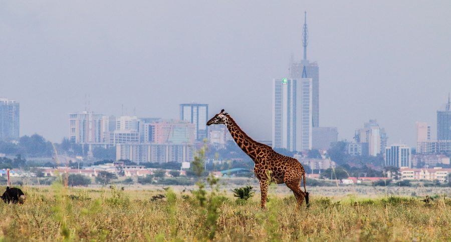 Giraffe vor der Skyline von Nairobi in Kenia