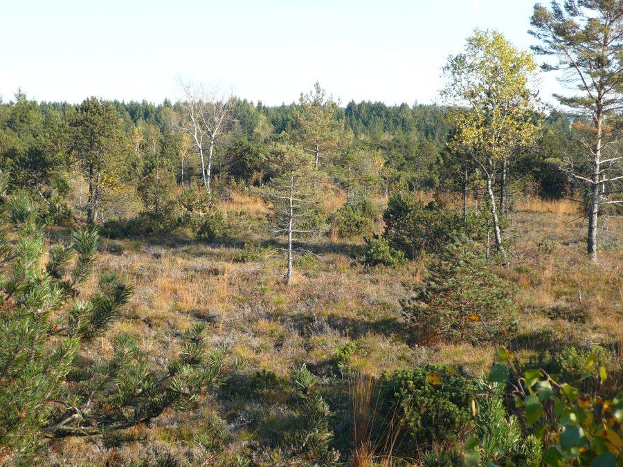 Landschaft im Bodenmöser, einem Naturgebiet nahe Isny im Allgäu