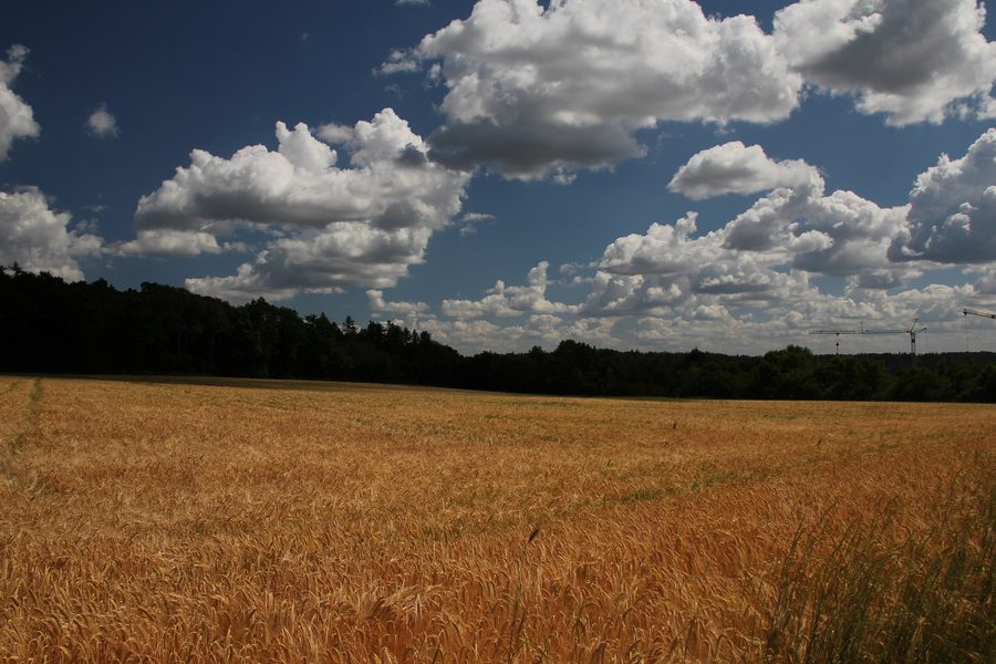 Wanderweg zwischen Gräfenberg und Weißenohe