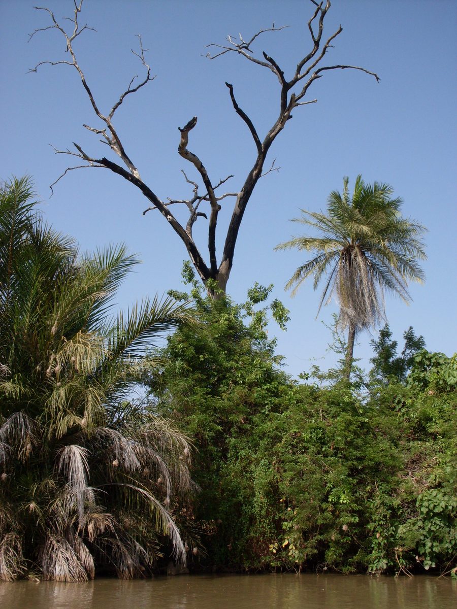Der Gambia River