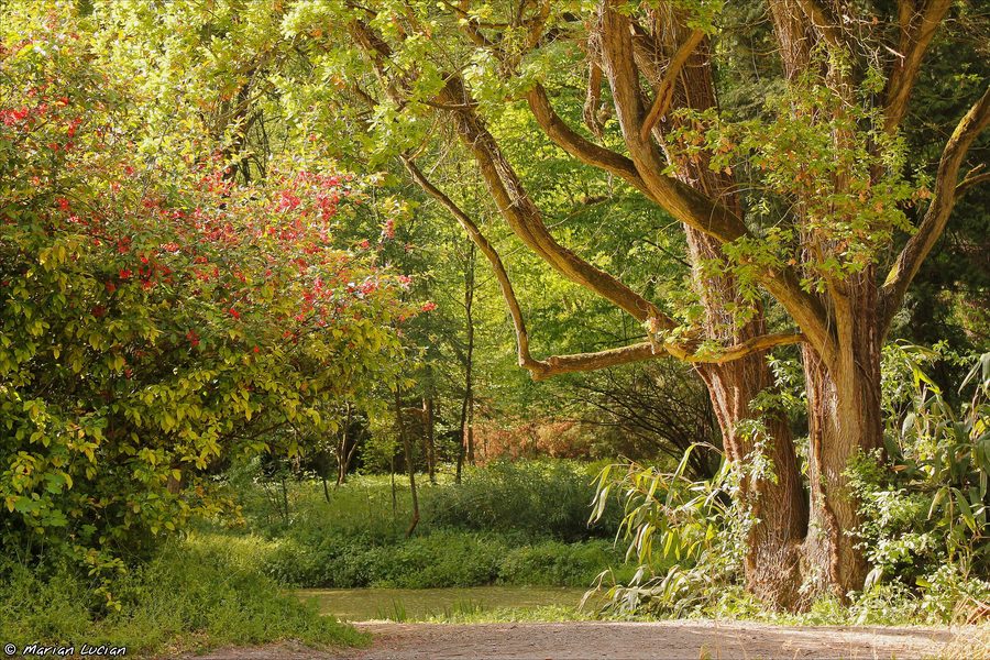 Peisaj în Arboretumul Simeria