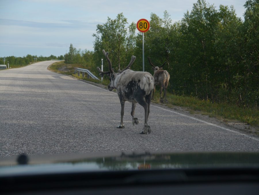 Rentiere in Lappland im Norden Finnlands