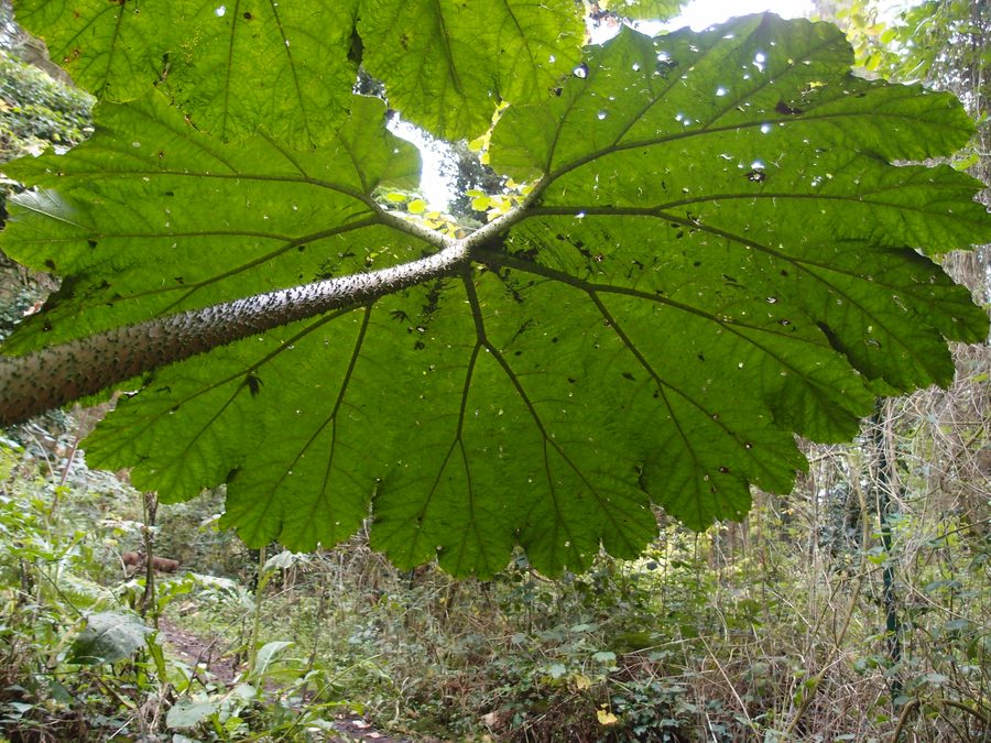 Gunnera manicata 'Aparados da serra' im Jardin Jungle Karlostachys