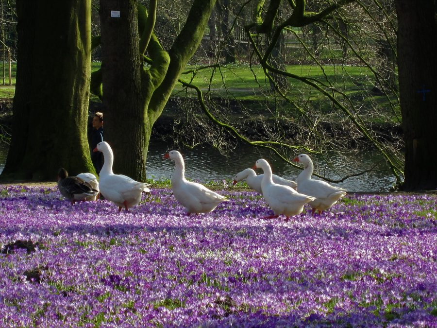 Gänse auf der begrünten Burginsel Delmenhorst zwischen blühenden Krokussen