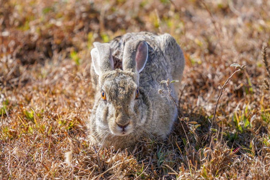 Hase in der Savanne der Serengeti