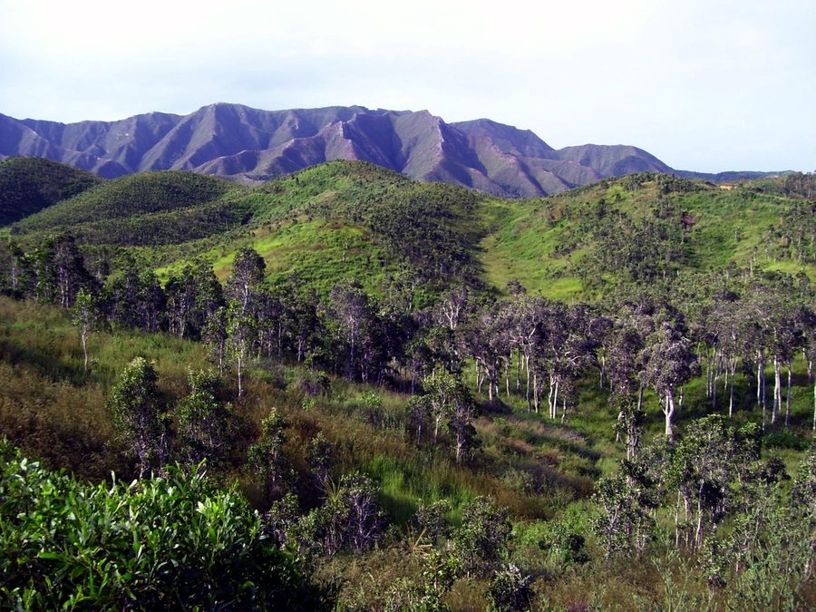 Niaouli-Savanne in Neukaledonien