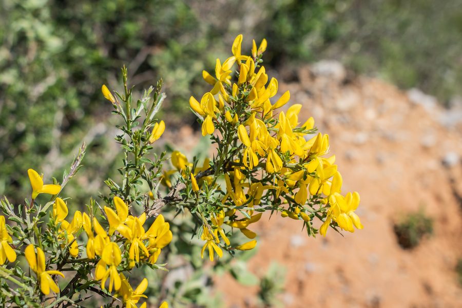 Genista scorpius im Massif de la Clape in Aude