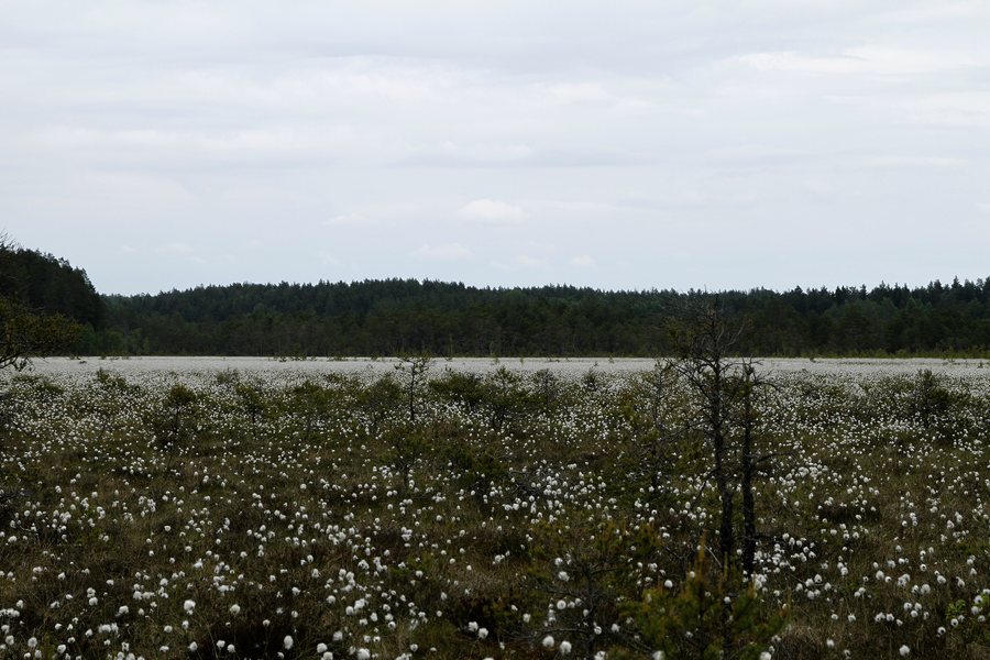 File:Öjamossen Tuvull Kumla Kommun.jpg