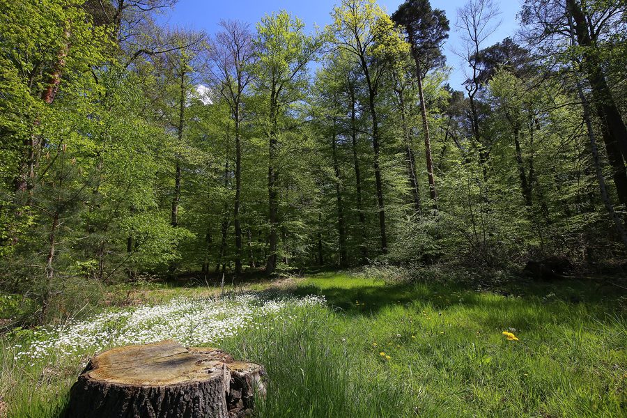 Naturschutzgebiet „Faulbruch bei Erzhausen“ in Hessen