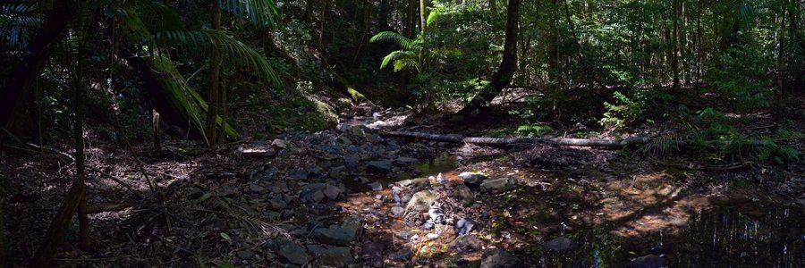 Never Never River im Dorrigo National Park