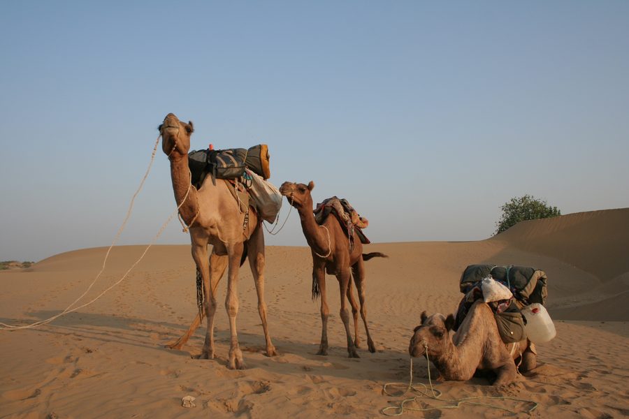 Kamele in der Thar-Wüste im Distrikt Barmer, Rajasthan