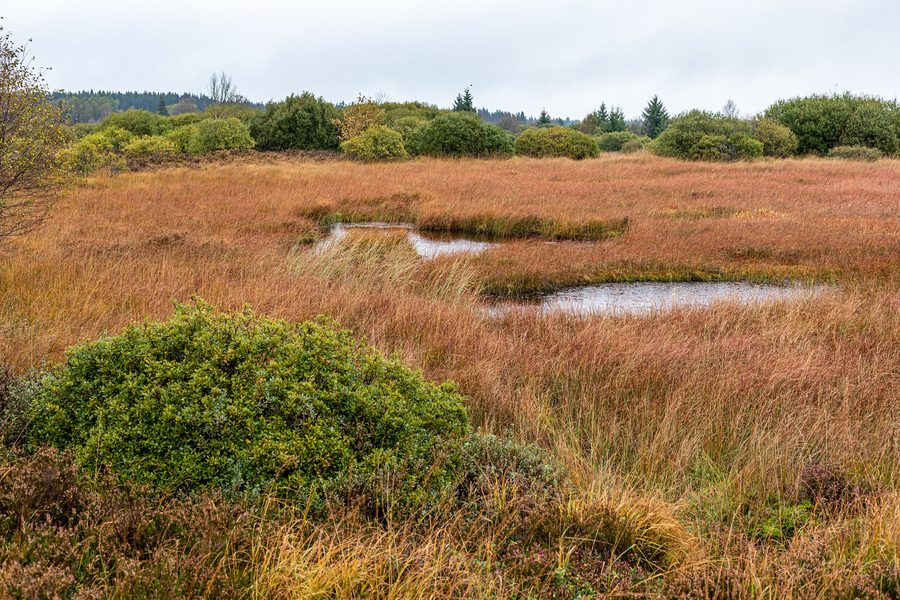 Landschaft des Hohen Venns in den belgischen Ardennen