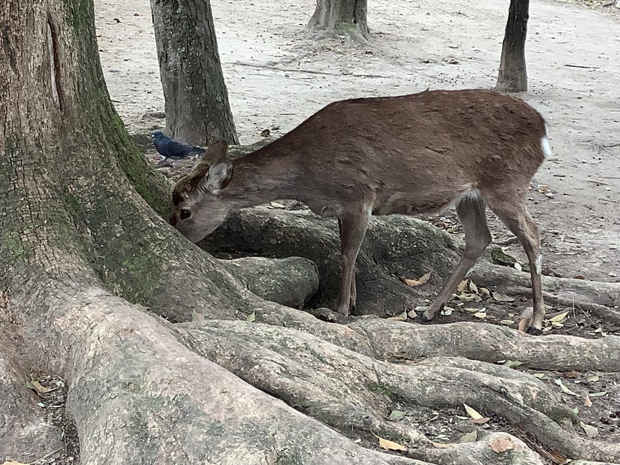 Hirsche im Nara-Park