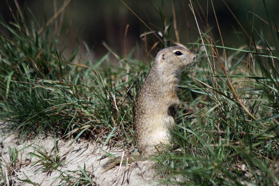 Europäischer Ziesel im Nationalparkzentrum Schloss Orth