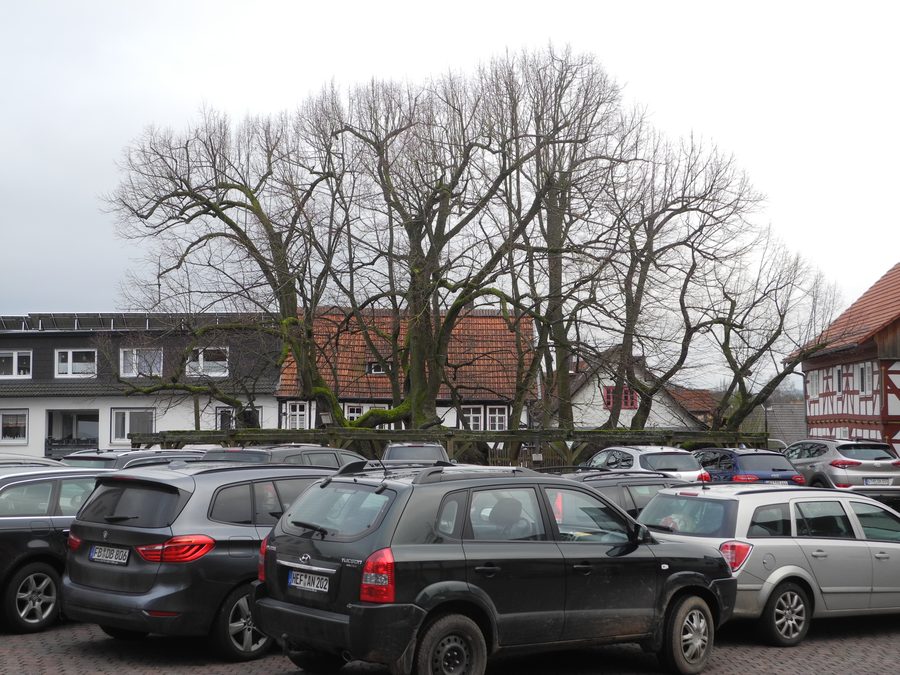 Historische Dorflinde in der Ortsmitte von Schenklengsfeld