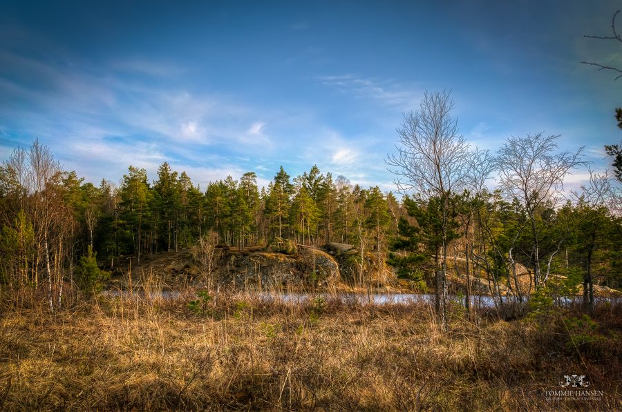 Blätter und Vegetation am Gömmaren in Huddinge