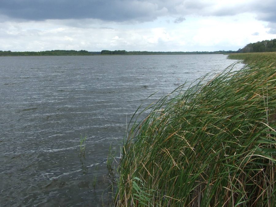 Blick auf den Großen Koblentzer See im Naturschutzgebiet