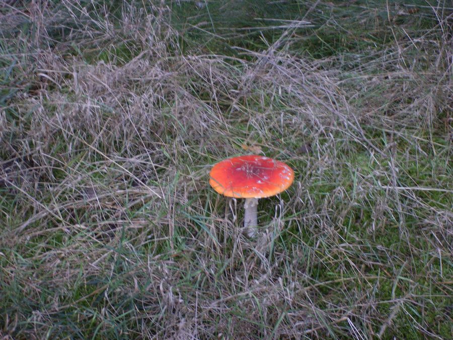 Fliegenpilz im Wald in Handewitt