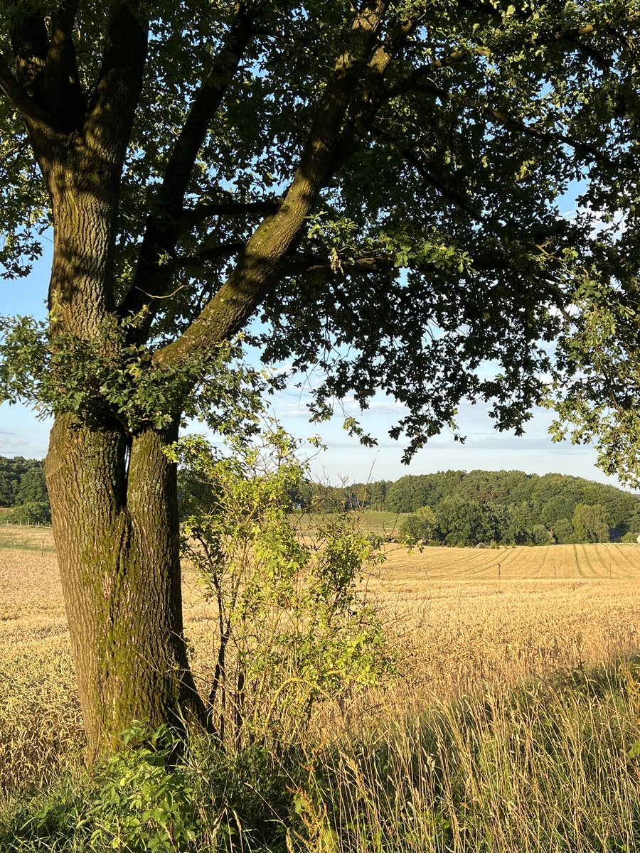 Seeve nature reserve near Bendestorf