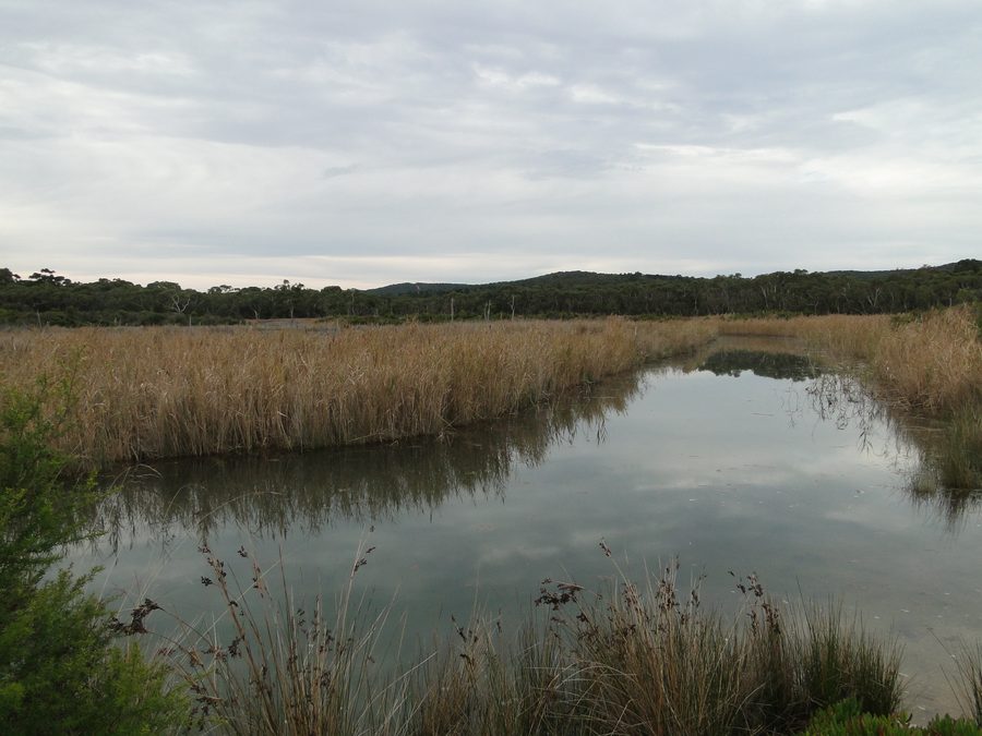 Anglesea River mit Uferlandschaft im Coogoorah Park in Anglesea