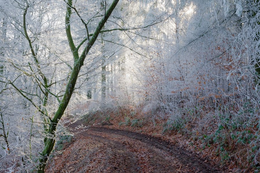 Verschneite Bäume am Wanderweg GR-16 zwischen Membre und Vresse-sur-Semois