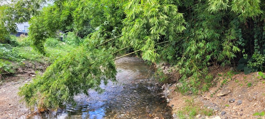 Río Guaynabo en Guaynabo, Puerto Rico