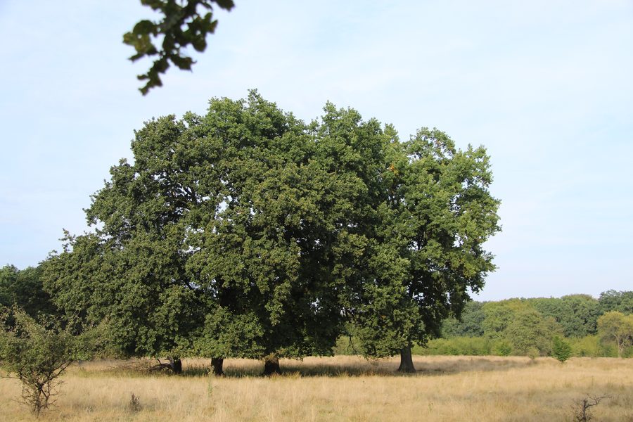Eichengruppe auf dem Breite-Plateau bei Schäßburg im Kreis Mureș, Rumänien