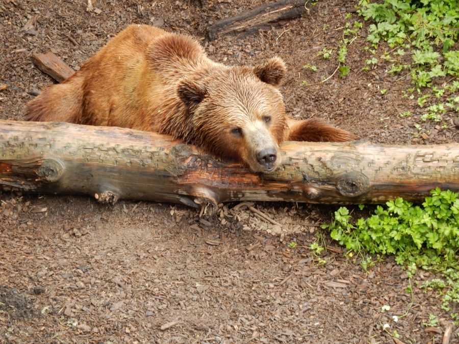 Bär im Bärenpark Bern