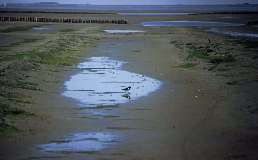 Austernfischer im Watt bei Norderfriedrichskoog