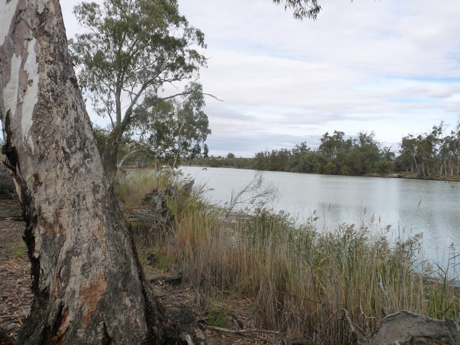 Der Murray River bei Renmark in South Australia