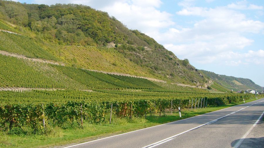 Weinberge bei Leutesdorf am Rhein